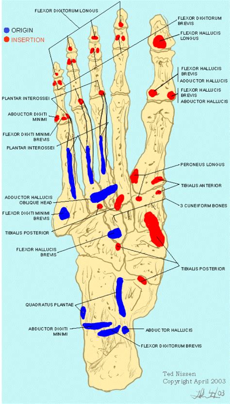 Foot Insertion .
